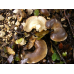Мицелий Вешенки осенней (Pleurotus salignus)
